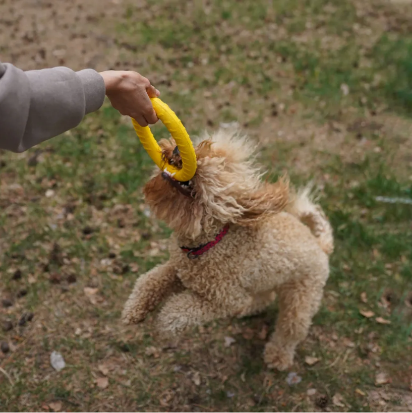 Игрушка Китай Игрушка из ЭВА- Кольцо дляфитнеса 18 cm для собак