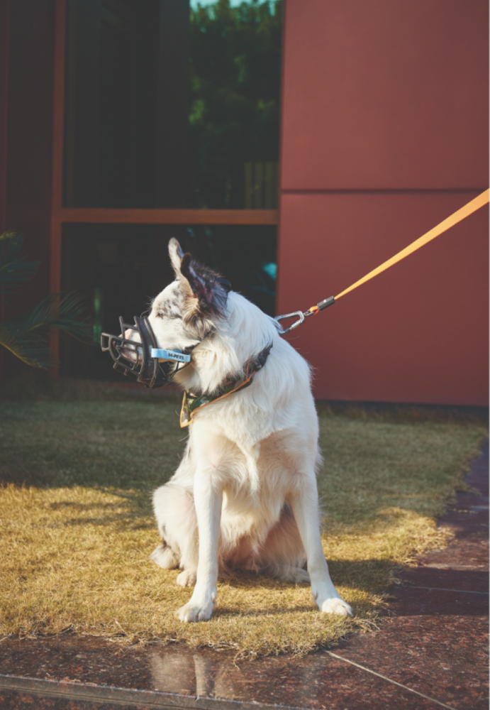 Намордник ТПЭ термопластичный эластомер XL, 20 x 17 x 9 см, дл 14 см, окр. 37.5 см